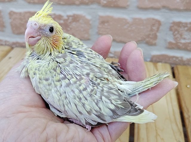 オカメインコ