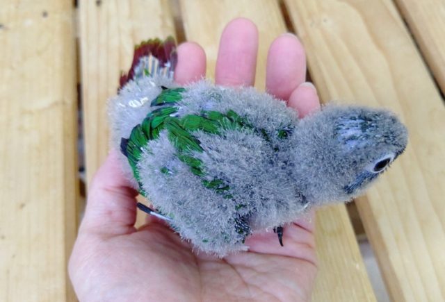 ホオミドリウロコインコ