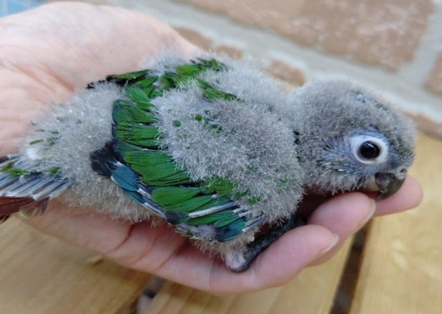 ホオミドリウロコインコ