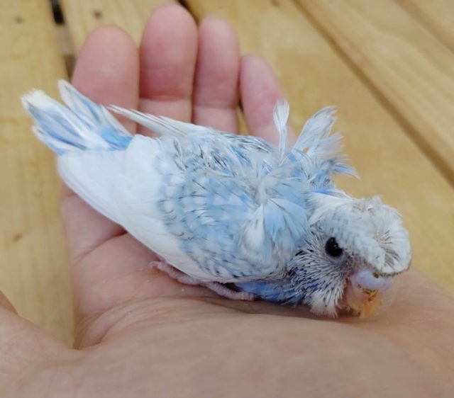 羽衣セキセイインコ