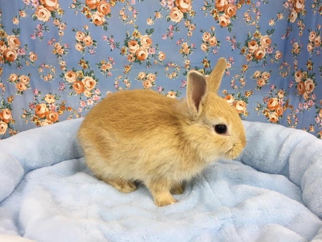 ネザーランドドワーフ