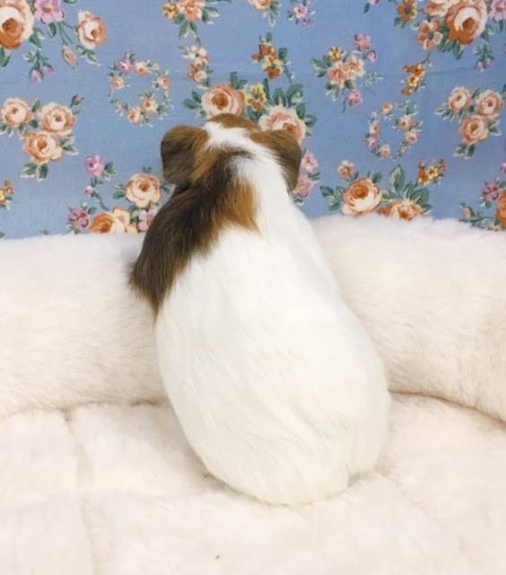 イングリッシュモルモット