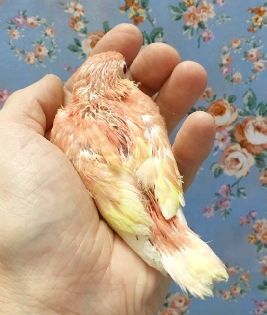 アキクサインコ(ルビノー)2020年6月生まれ アキクサインコ(秋草インコ)