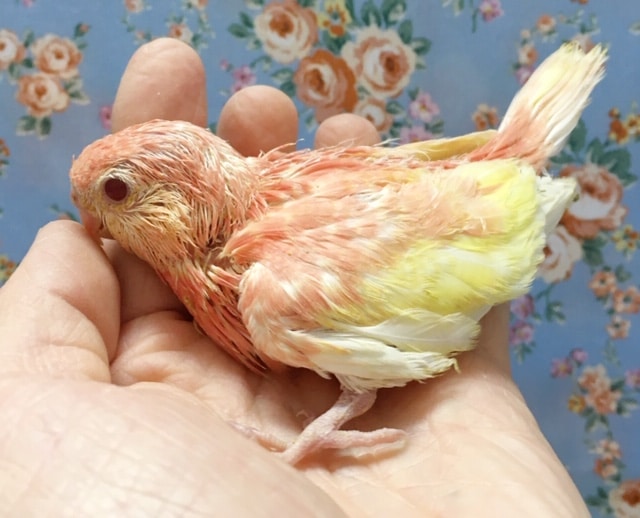 アキクサインコ（秋草インコ）