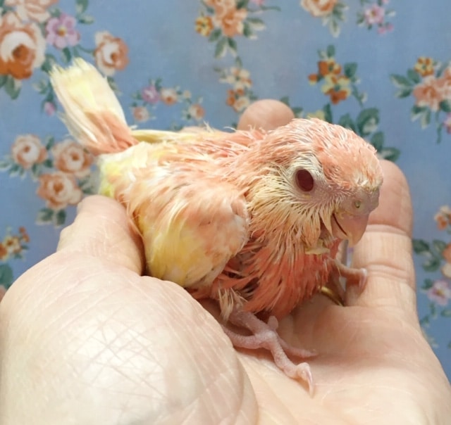 アキクサインコ（秋草インコ）