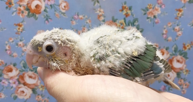 ホオミドリウロコインコ