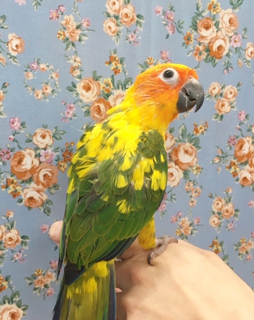 コガネメキシコインコ 2020年3月生まれ コガネメキシコインコ