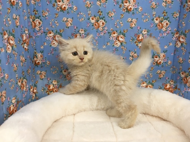 ブリティッシュショートヘア