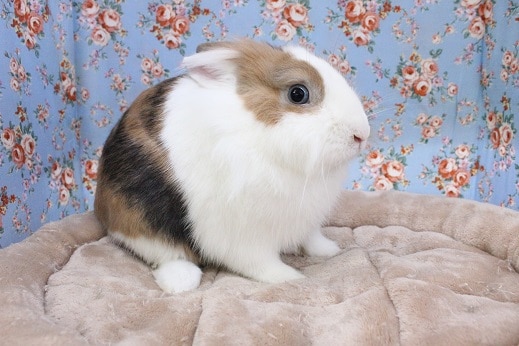 ライオンドワーフラビット