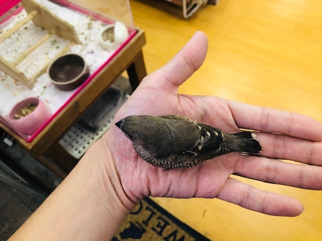 錦花鳥（キンカチョウ）