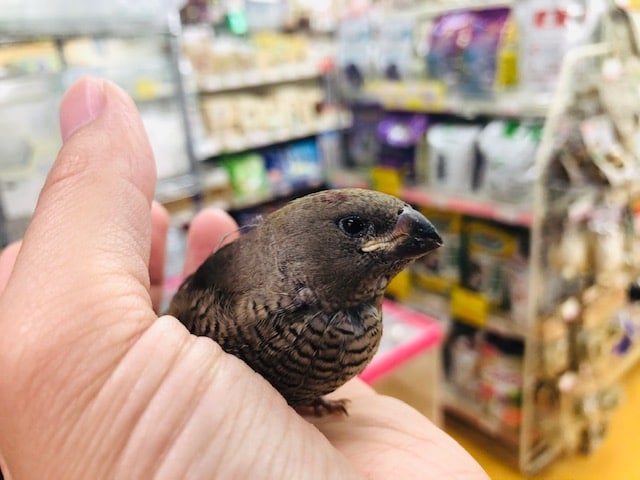 錦花鳥（キンカチョウ）