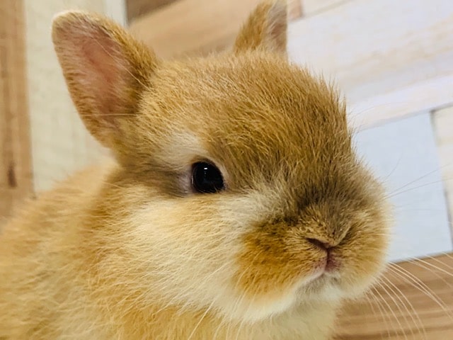 ドワーフラビット