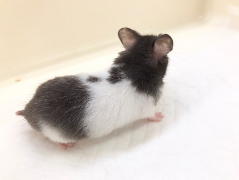 ゴールデンハムスター