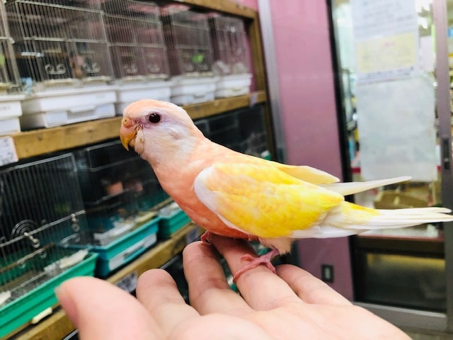 アキクサインコ（秋草インコ）