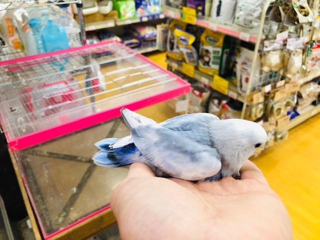 コザクラインコ（小桜インコ）
