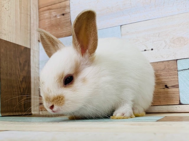 ミニウサギ