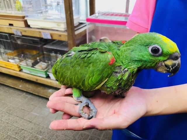 キビタイボウシインコ
