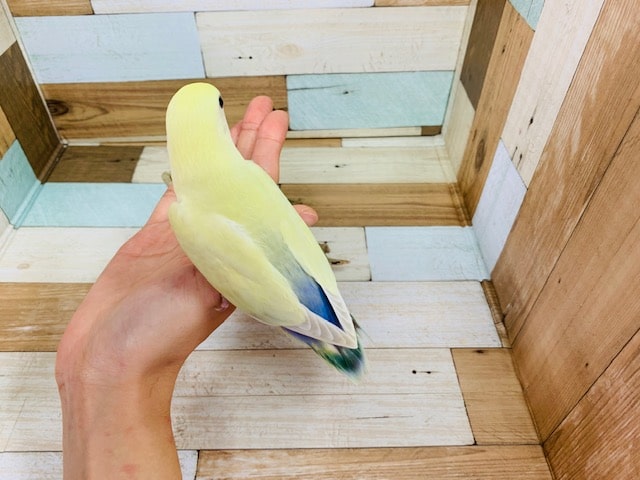 コザクラインコ（小桜インコ）