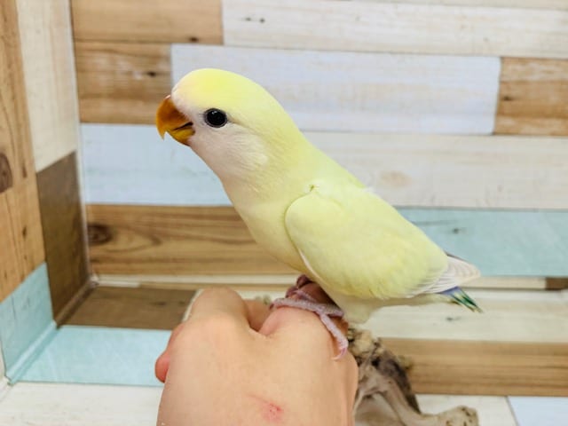 コザクラインコ（小桜インコ）