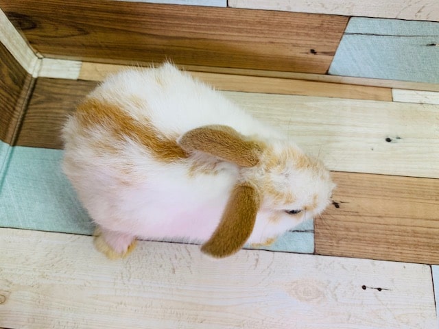 兄弟ミニウサギが入舎です♪ ミニウサギ