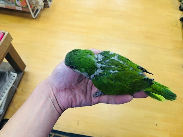 オキナインコ