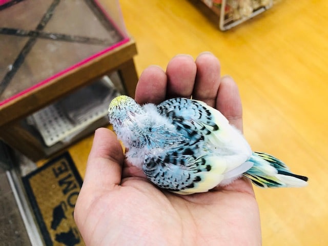 セキセイインコ