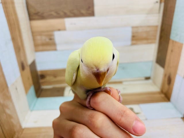 コザクラインコ（小桜インコ）
