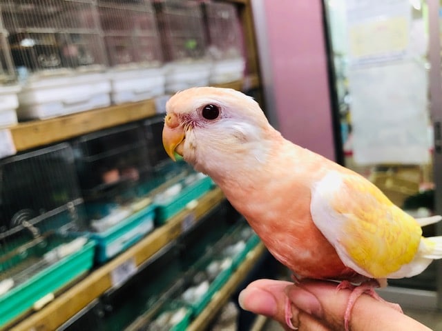 アキクサインコ（秋草インコ）