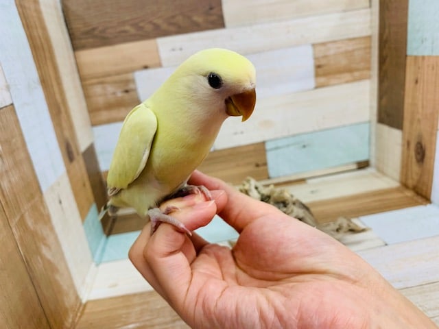 コザクラインコ（小桜インコ）