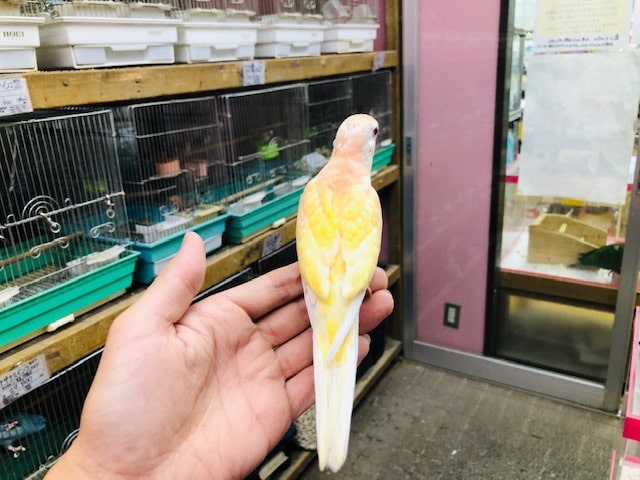 アキクサインコ（秋草インコ）