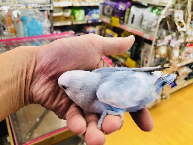 コザクラインコ（小桜インコ）