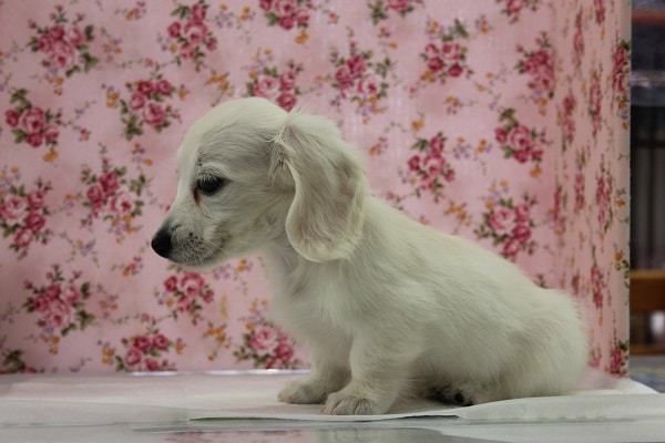 ミニチュアダックス