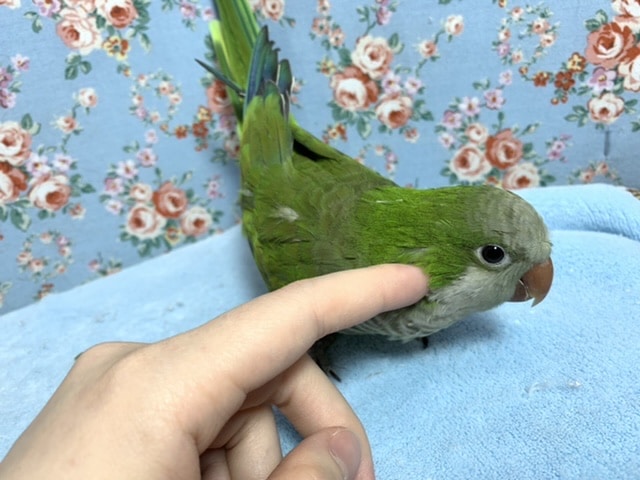 オキナインコ