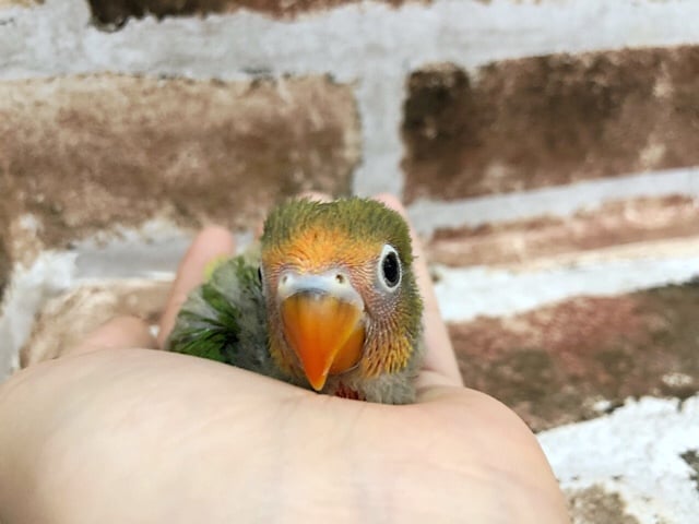 キレイなルリコシボタンインコ〜♡ ルリゴシボタンインコ