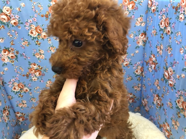トイプードル