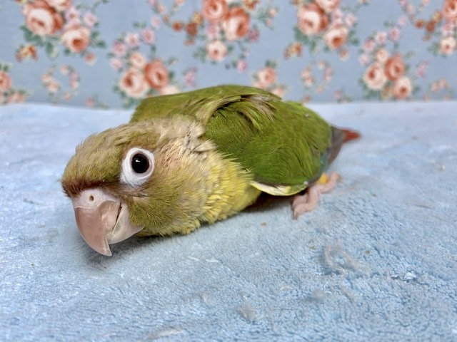 ホオミドリウロコインコ