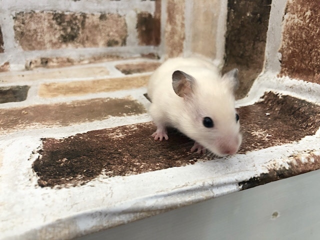 ゴールデンハムスター