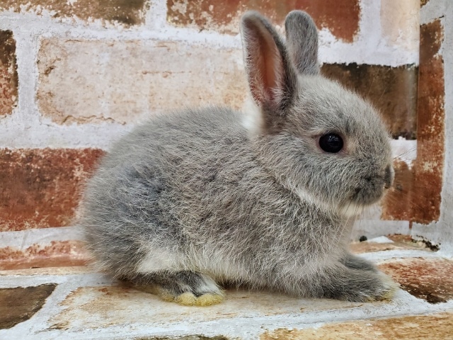 ネザーランドドワーフ