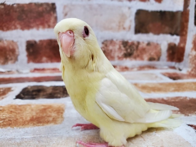 サザナミインコ