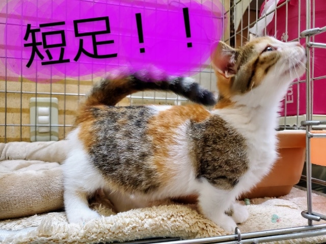 最新画像更新☆極短‼目が大きなマンチカン♪ マンチカン