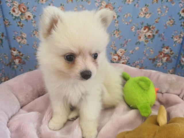 ポメチー（ポメチワ）