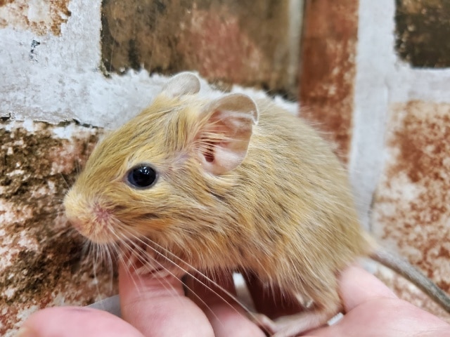 綺麗な色!サンドデグー デグー