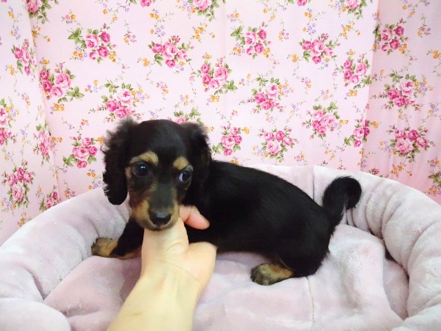 ミニチュアダックス