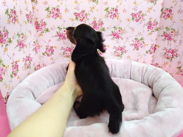 ミニチュアダックス