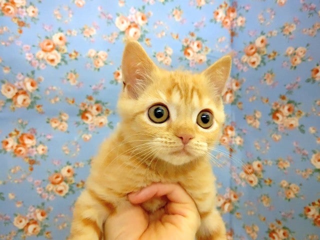 スコティッシュストレート