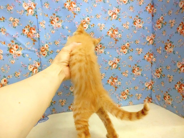 スコティッシュストレート