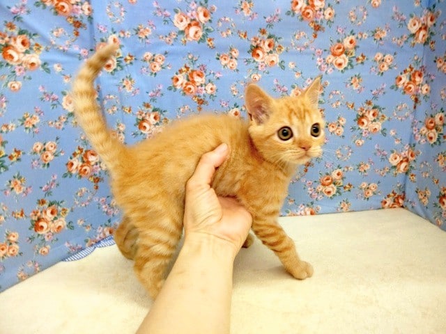 スコティッシュストレート