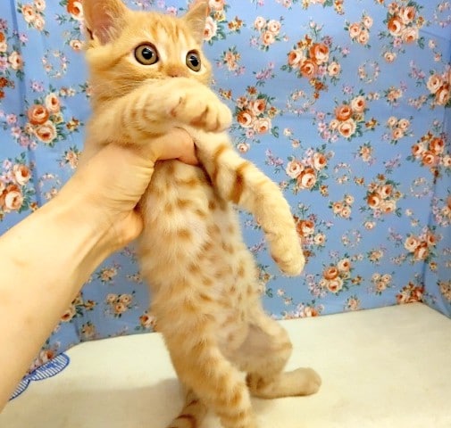 スコティッシュストレート