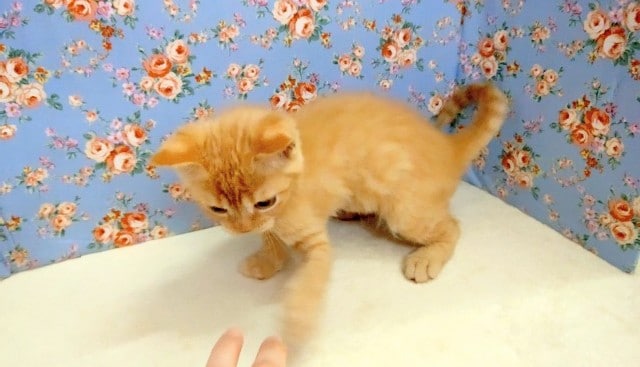 スコティッシュストレート