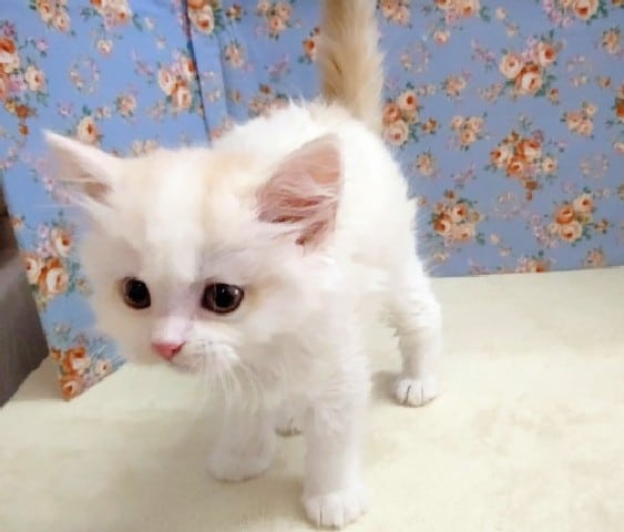 スコティッシュフォールド